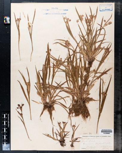 Luzula campestris