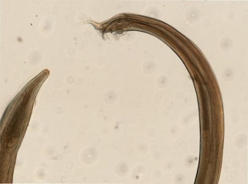 Heterakis vesicularis