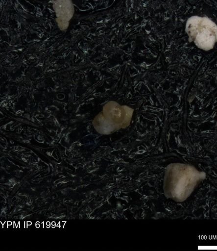 undet. Foraminiferida