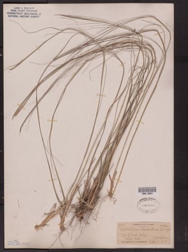 Sporobolus clandestinus