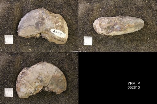Discoscaphites gulosus