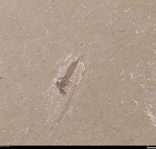 undet. Diptera