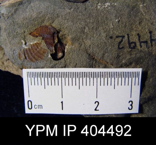 Cyrtina sp.