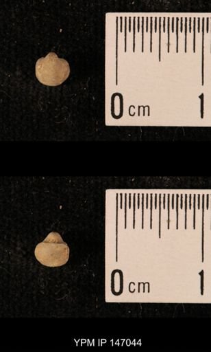 Ambocoelia planoconvexa