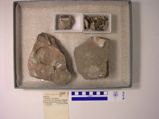 Pteraspis rostrata