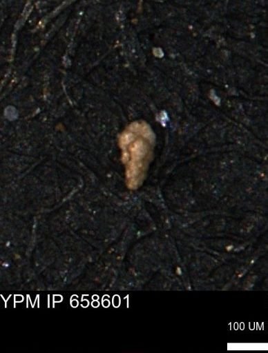 Verneuilina canadensis