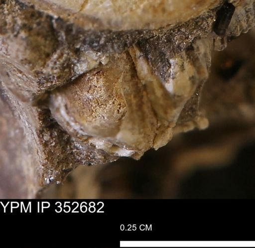 undet. Mollusca