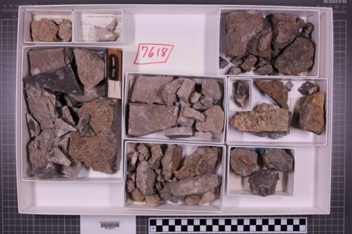 mixed taxa, stratigraphic collection