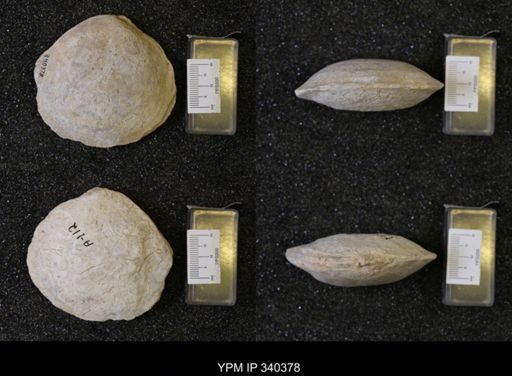 Cyprimeria crassa
