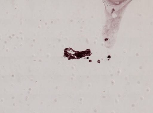 Micrura nebulosa?