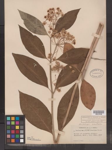 Asclepias exaltata