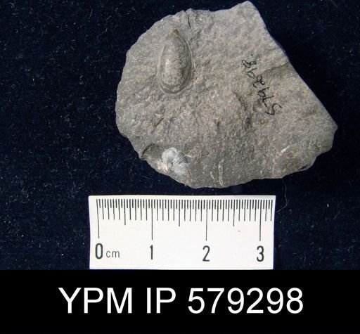 Lingula ligea