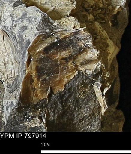Mollusca