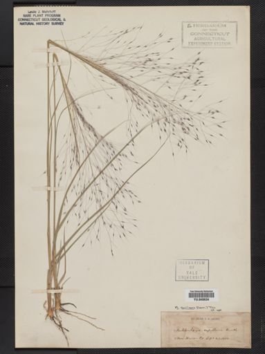 Muhlenbergia capillaris