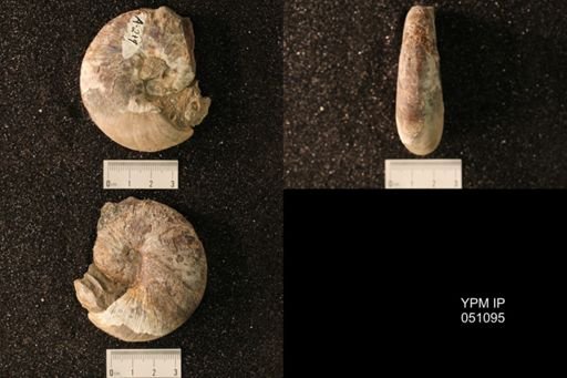 Hoploscaphites nicolletii