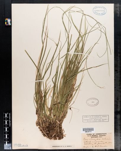 Carex deweyana