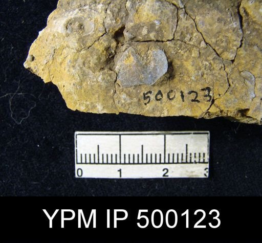 Chonetina flemingi