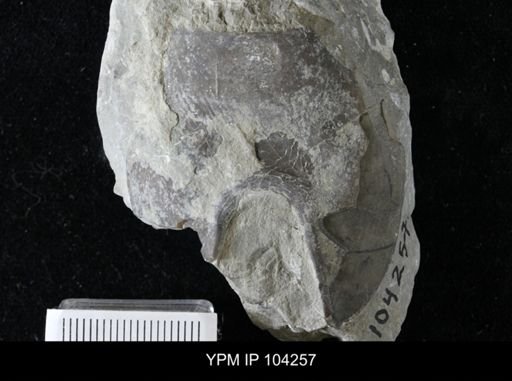 Isotelus gigas