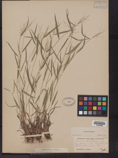 Panicum dichotomum