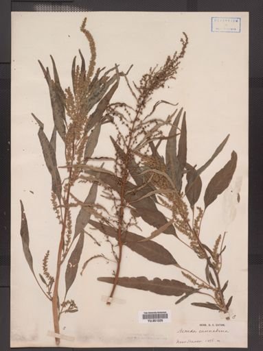 Amaranthus cannabinus