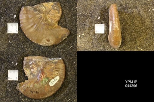 Hoploscaphites comprimus