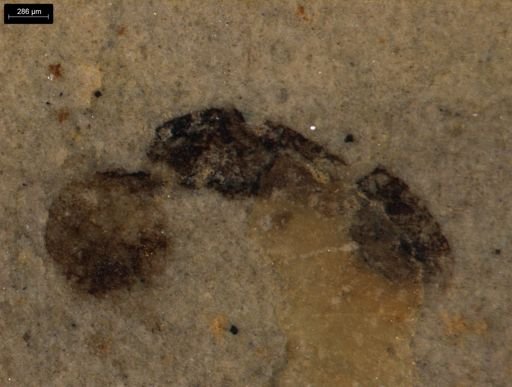 undet. Hymenoptera