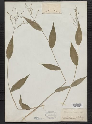 Panicum boscii