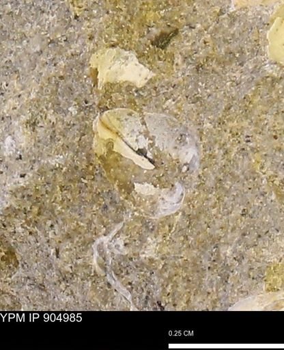 Corbulamella?