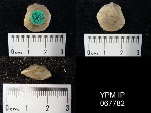 Stropheodonta varistriata
