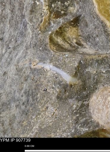 undet. Mollusca