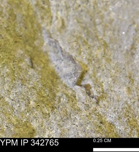 undet. Mollusca