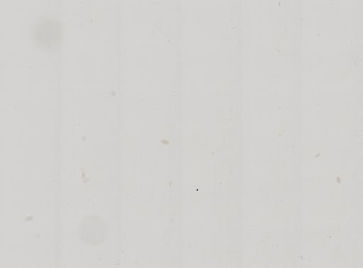 Paramecium polycaryum
