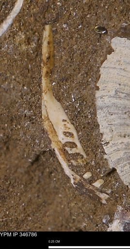 Limopsis striatopunctatus