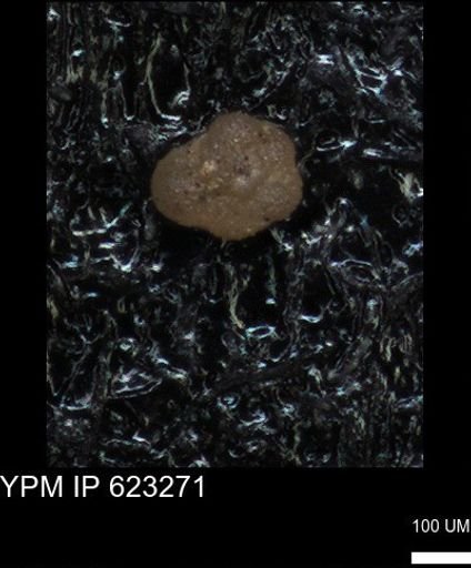undet. Foraminiferida