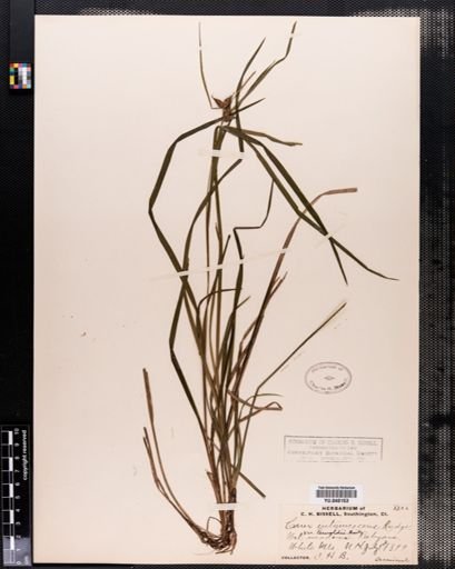 Carex intumescens