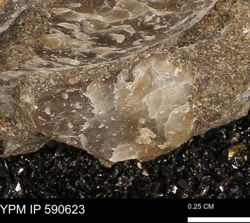 Ostrea translucida?