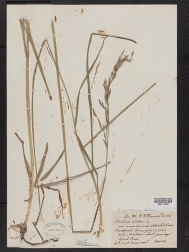 Festuca arundinacea