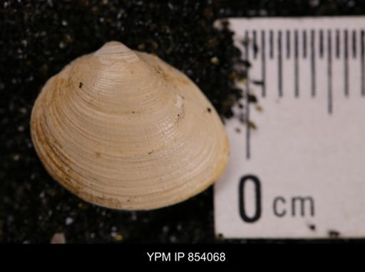 Limopsis striatopunctatus