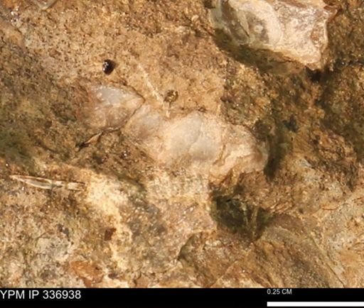 undet. Mollusca
