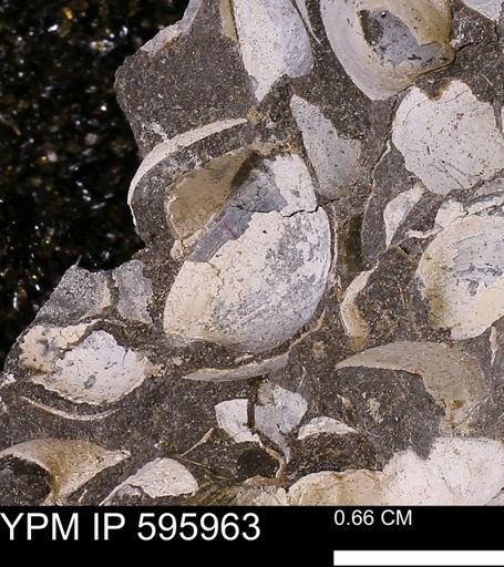 Protocardia sp.