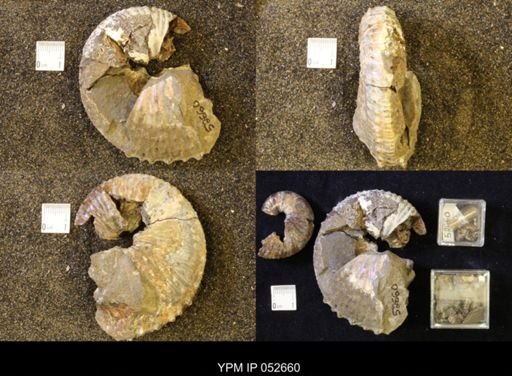 Jeletzkytes nebrascensis