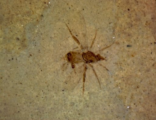 undet. Diptera