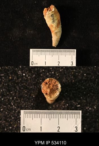undet. Rugosa