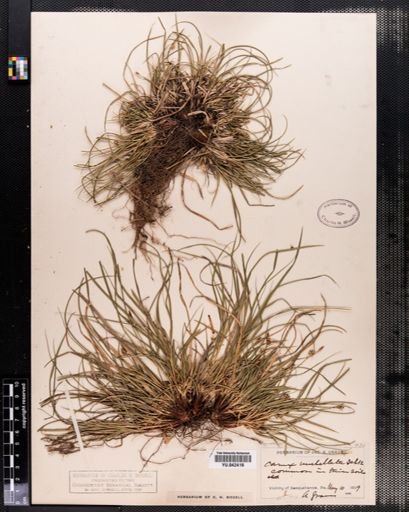 Carex vaginata