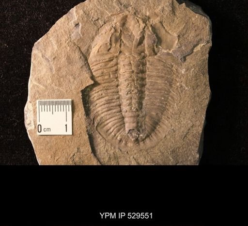 Trilobita