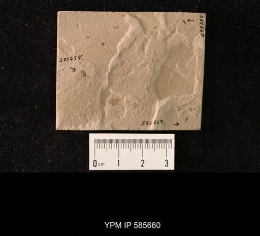 undet. Hymenoptera