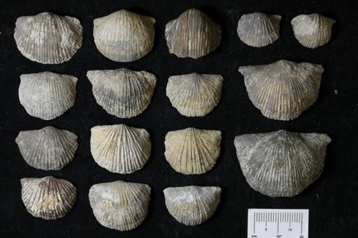 Stropheodonta inflexa?