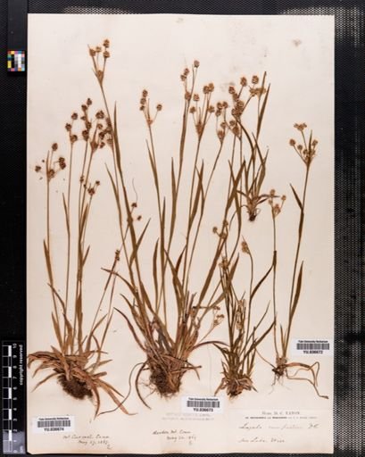Luzula campestris