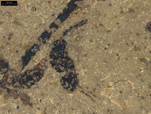 Ichneumonoidea?