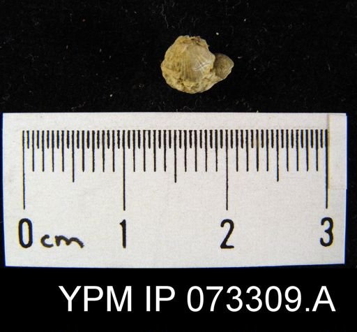 Coelospira saffordi